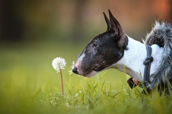 Bull Terrier miniature