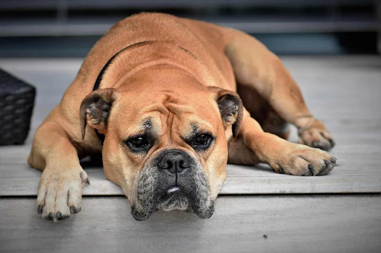 Un Bulldog continental à l'extérieur