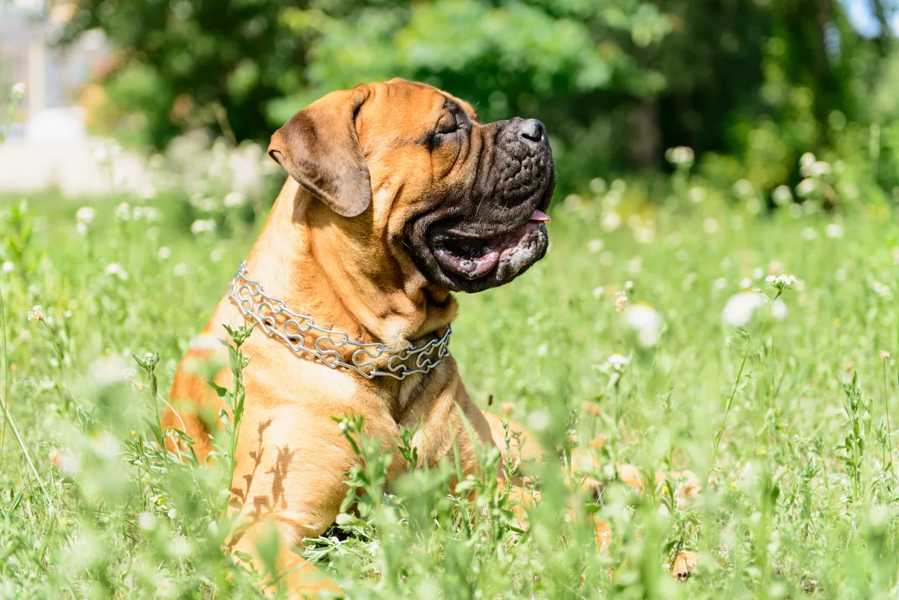 Un Bullmastiff fauve au masque noir debout à l'extérieur
