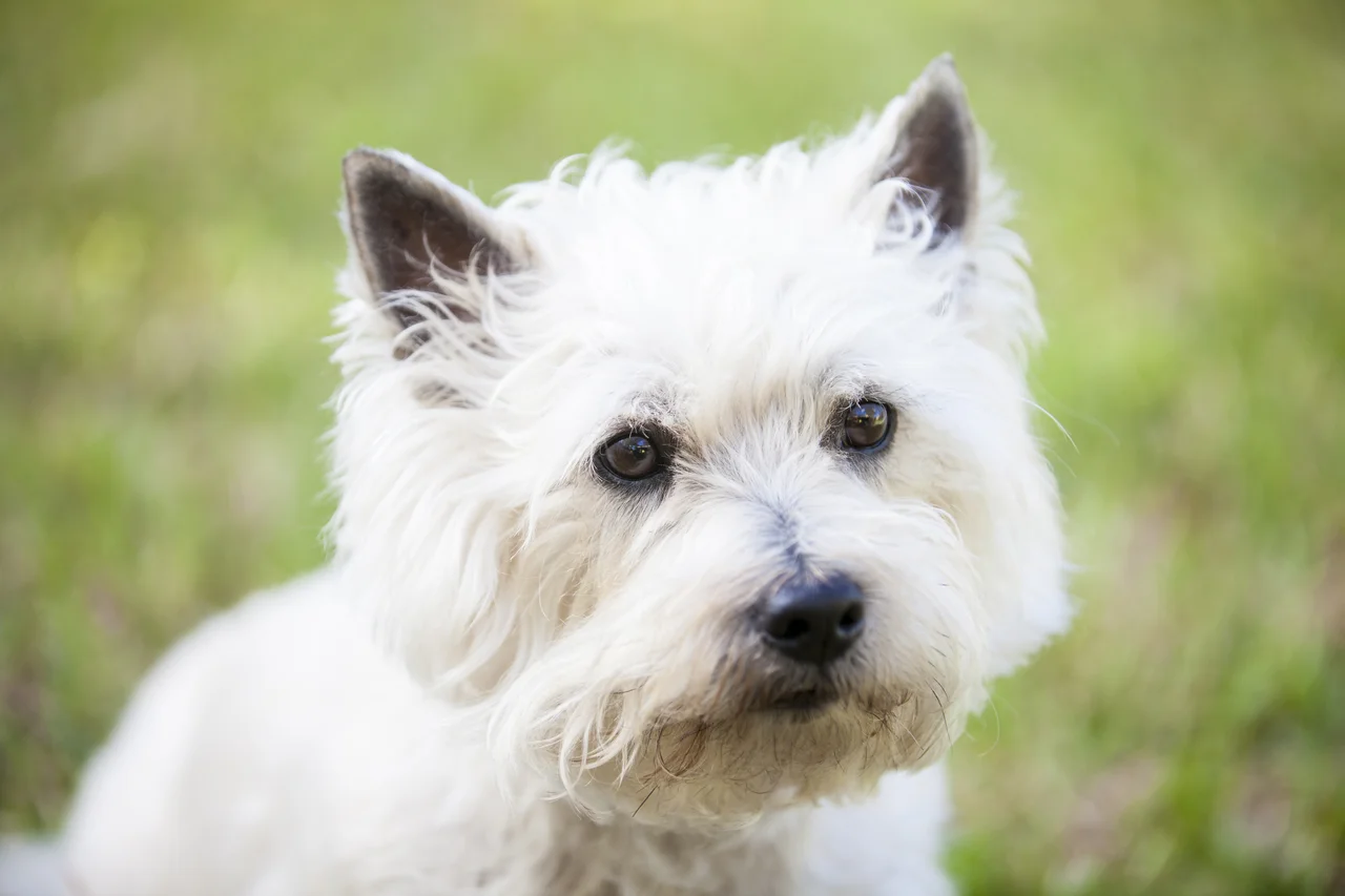 Un Cairn Terrier fauve debout dans l'herbe