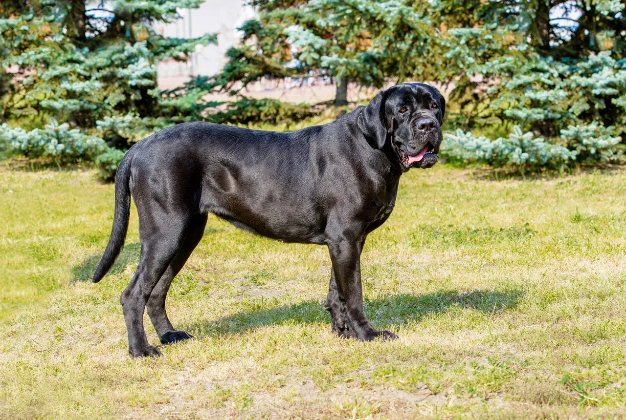 Un Cane Corso