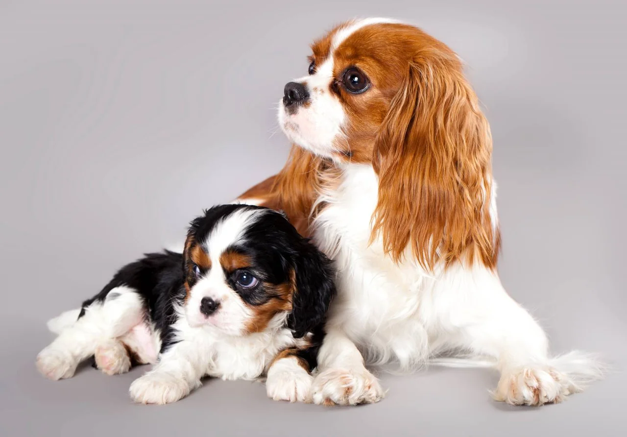 Un Cavalier King Charles Spaniel