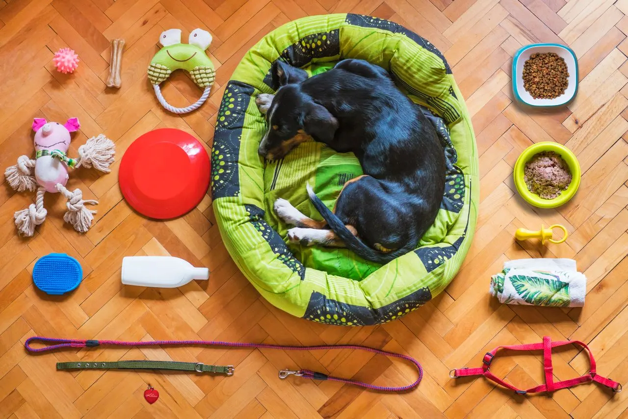 Un chien se repose dans son panier au milieu de gamelles, d’une laisse et de jouets