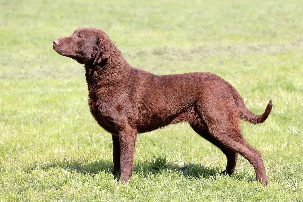 Un Chesapeake Bay Retriever brun debout près de l'eau