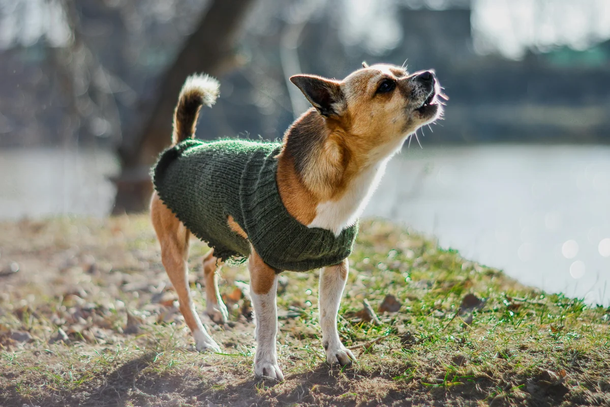Un petit chien aboie avec la tête levée