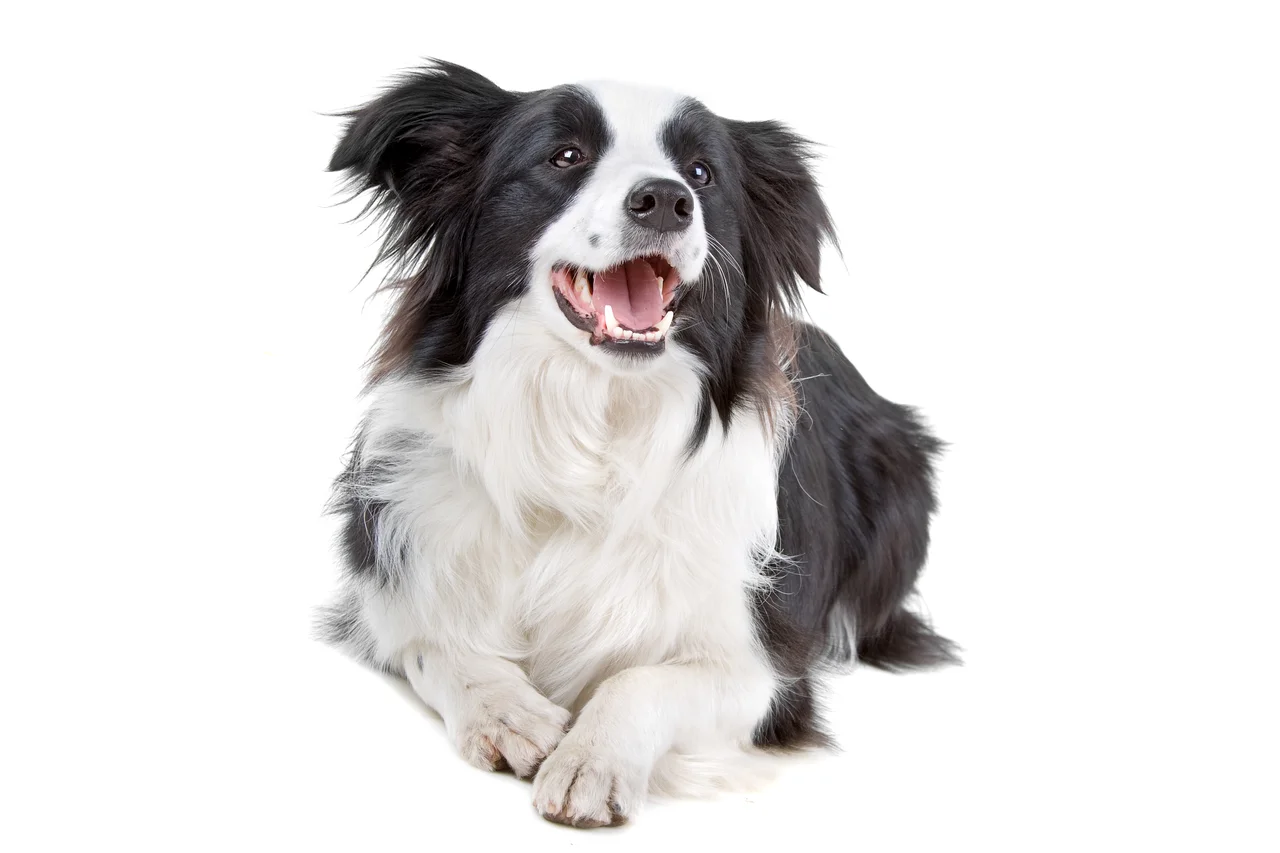 Un Border Collie au regard attentif