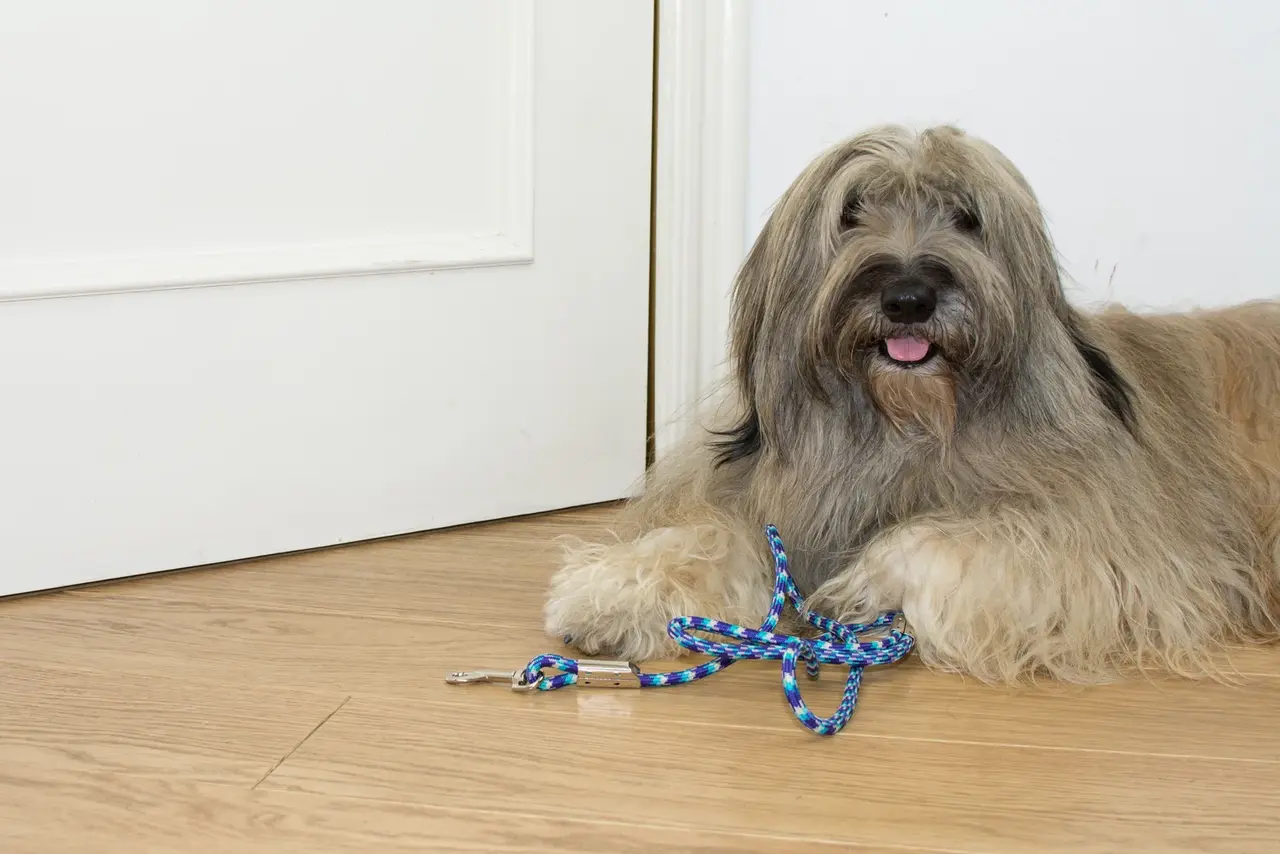 Un Chien de berger catalan au poil long debout à l'extérieur