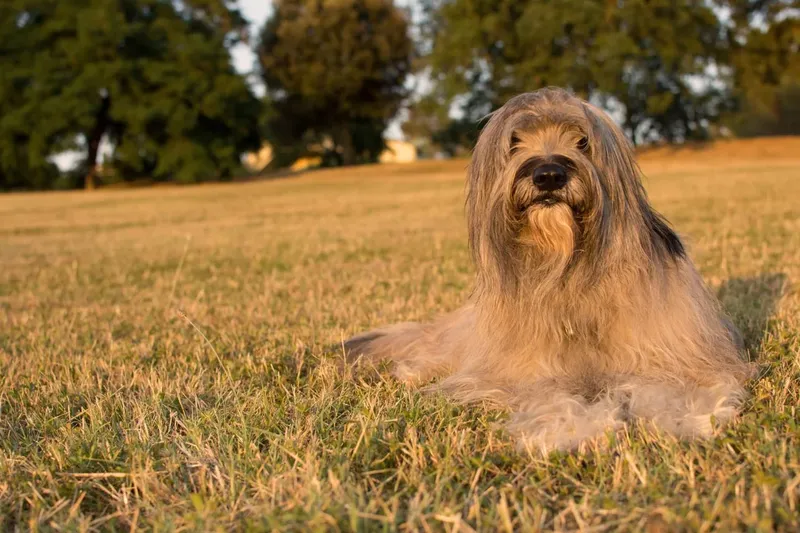 Chien de berger catalan
