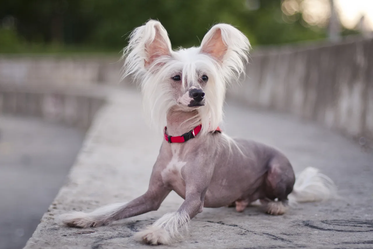 Un Chien chinois à crête sans poil debout à l'extérieur