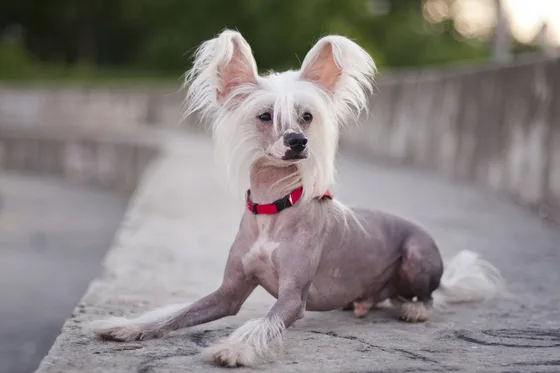 Chien chinois à crête
