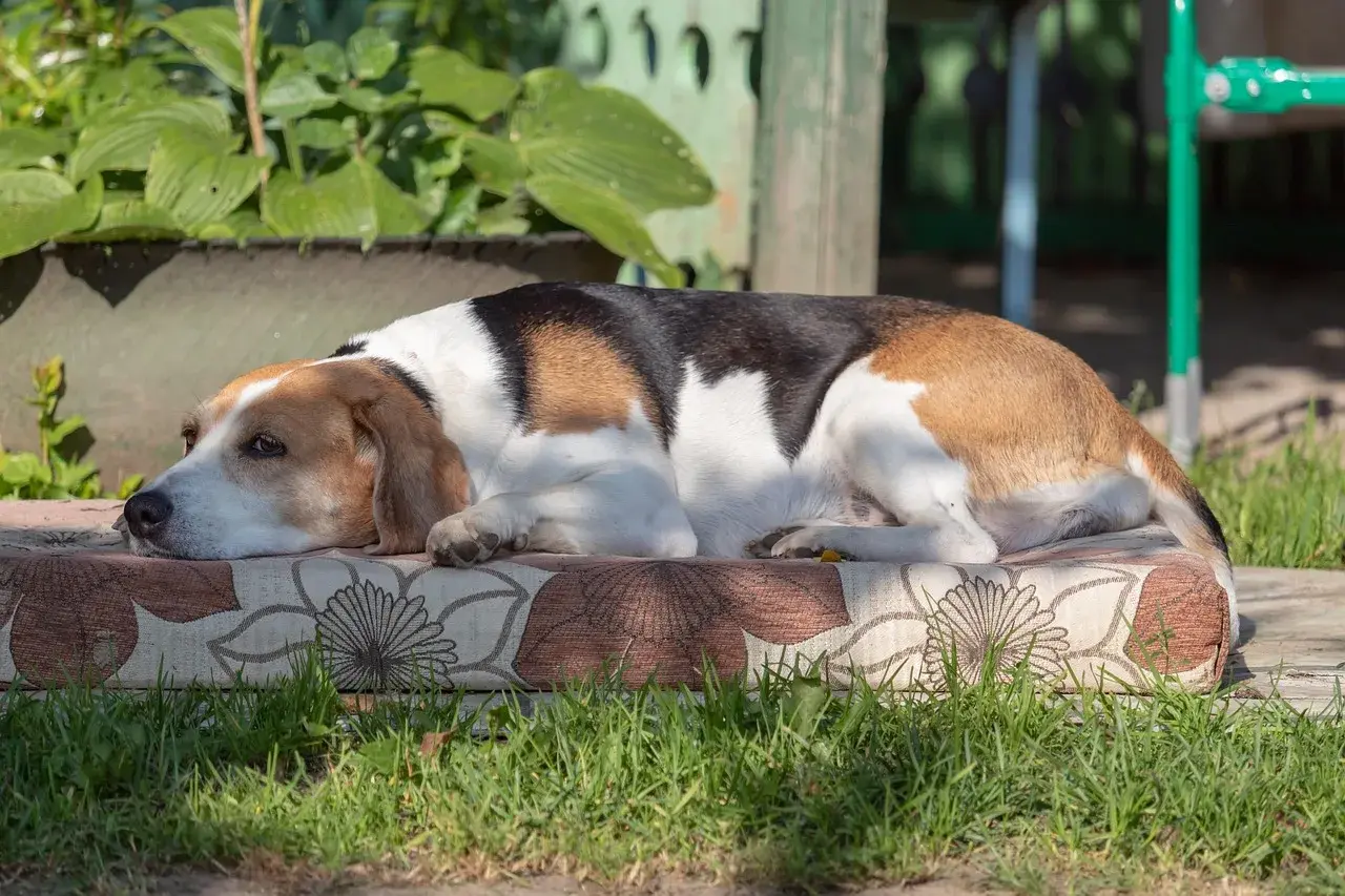 Un Chien courant d'Estonie à l'extérieur
