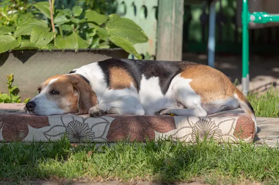 Chien courant d'Estonie