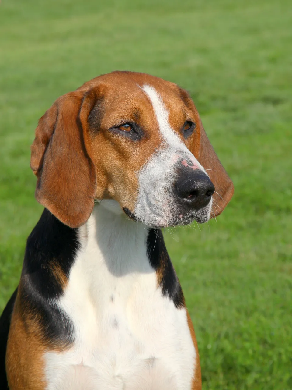 Un Chien courant de Hamilton à l'extérieur
