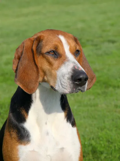 Chien courant de Hamilton