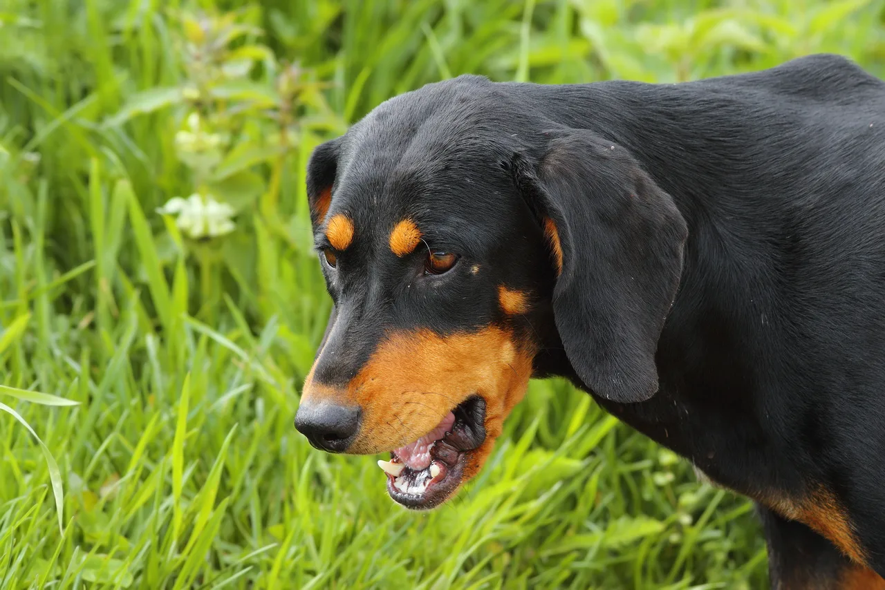 Un Chien courant de Transylvanie à l'extérieur