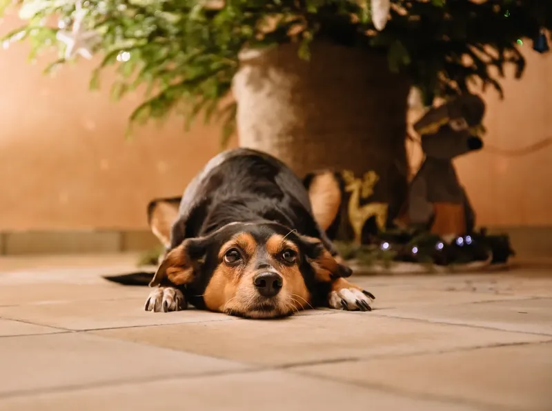 Chien courant de Transylvanie