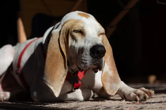 Chien courant espagnol