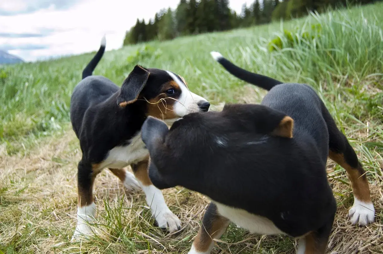 Un Chien courant finlandais à l'extérieur