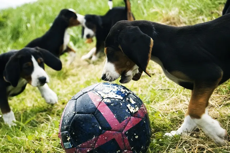 Chien courant finlandais