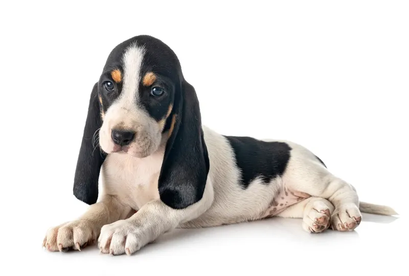 Chien courant suisse bernois