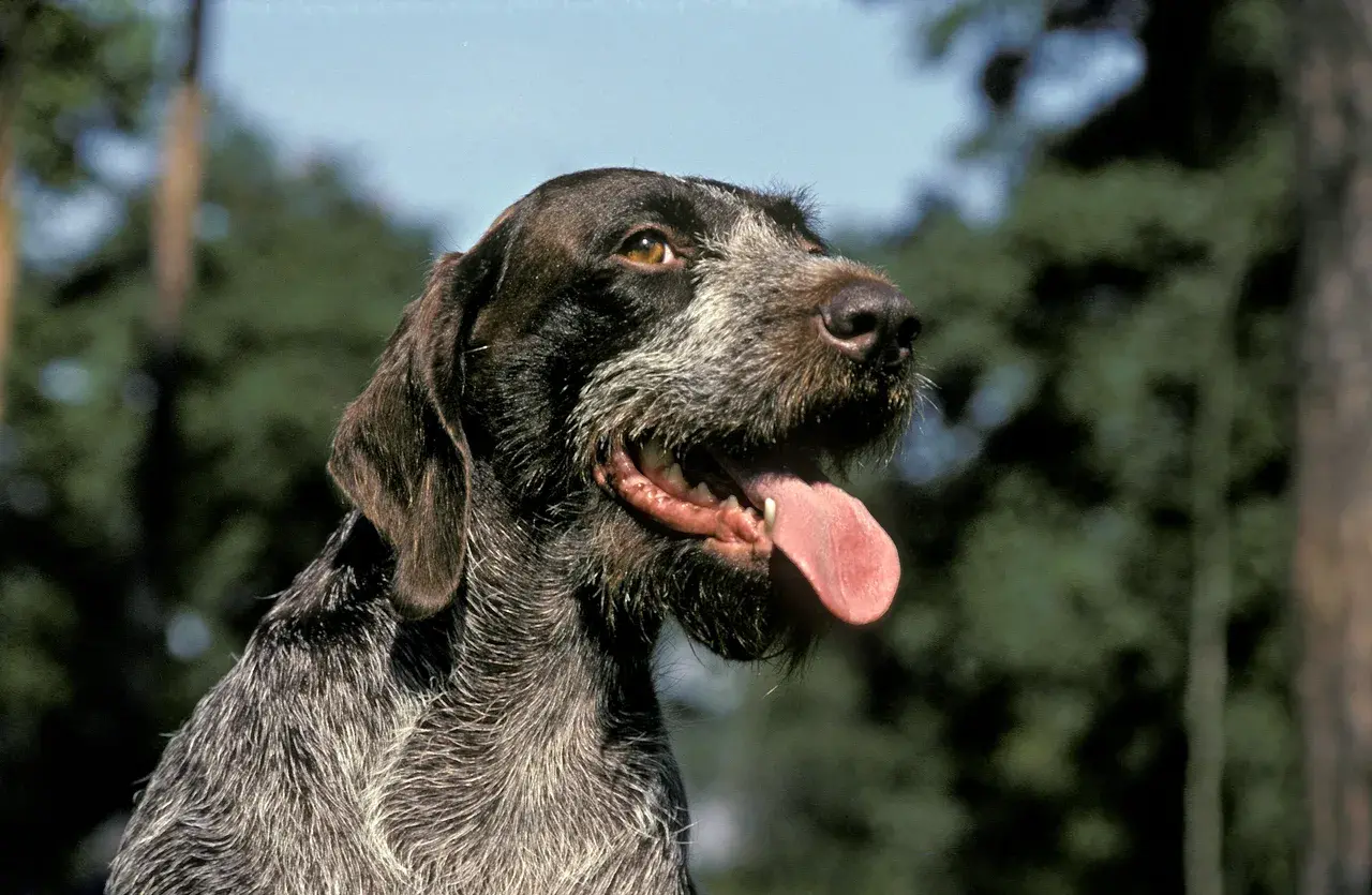 Un Chien d'arrêt allemand à poil dur à l'extérieur