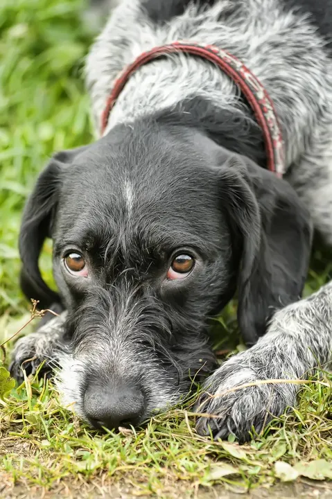 Chien d'arrêt allemand à poil dur