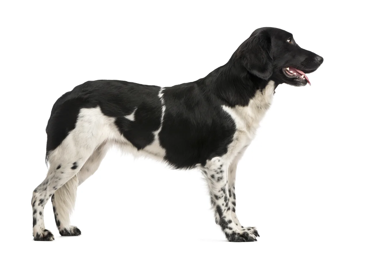 Un Chien d'arrêt frison à l'extérieur