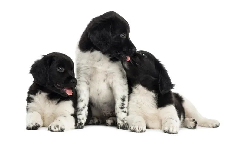 Chien d'arrêt frison