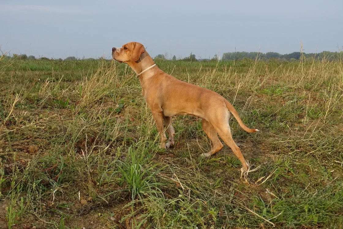Un Chien d'arrêt portugais à l'extérieur