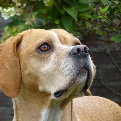 Chien d'arrêt portugais