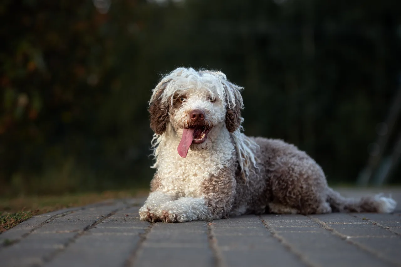 Un Chien d’eau espagnol