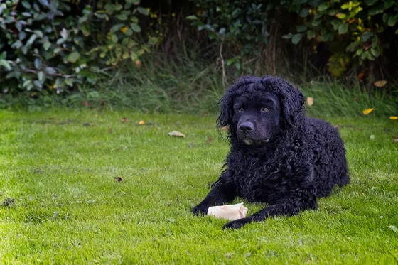 Chien d'eau frison