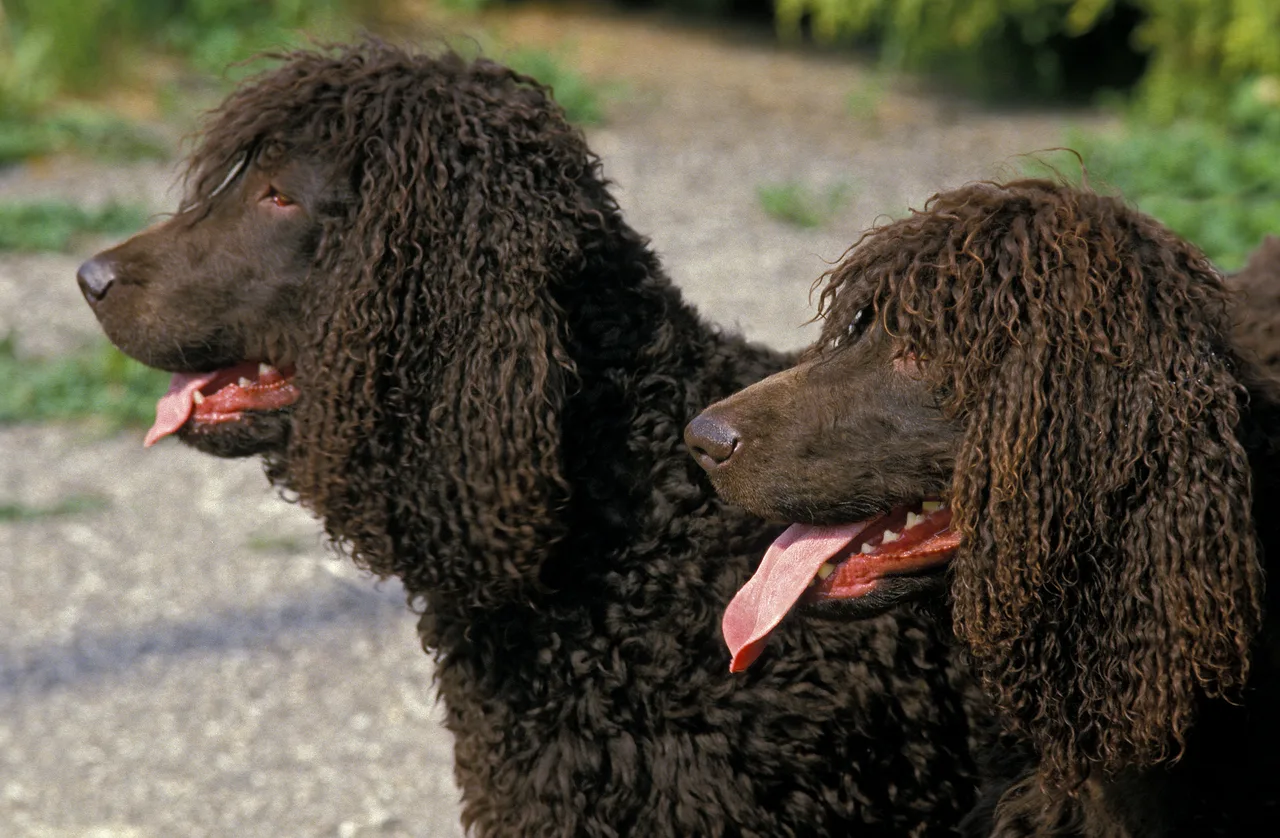 Un Chien d'eau irlandais à l'extérieur