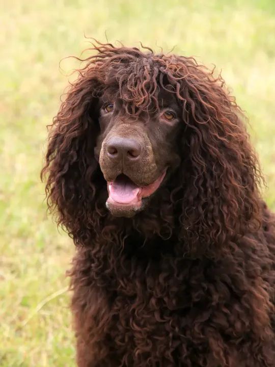 Chien d'eau irlandais