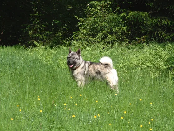 Chien d'élan norvégien gris