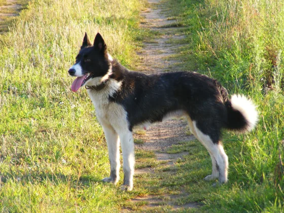 Chien d'ours de Carélie