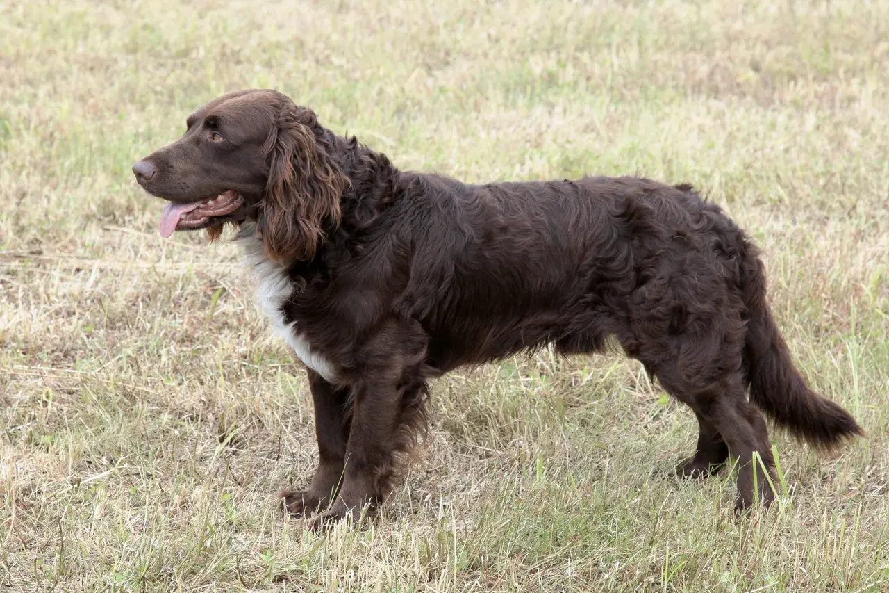 Un Chien d'oysel allemand à l'extérieur