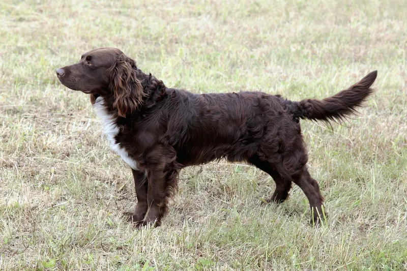 Chien d'oysel allemand