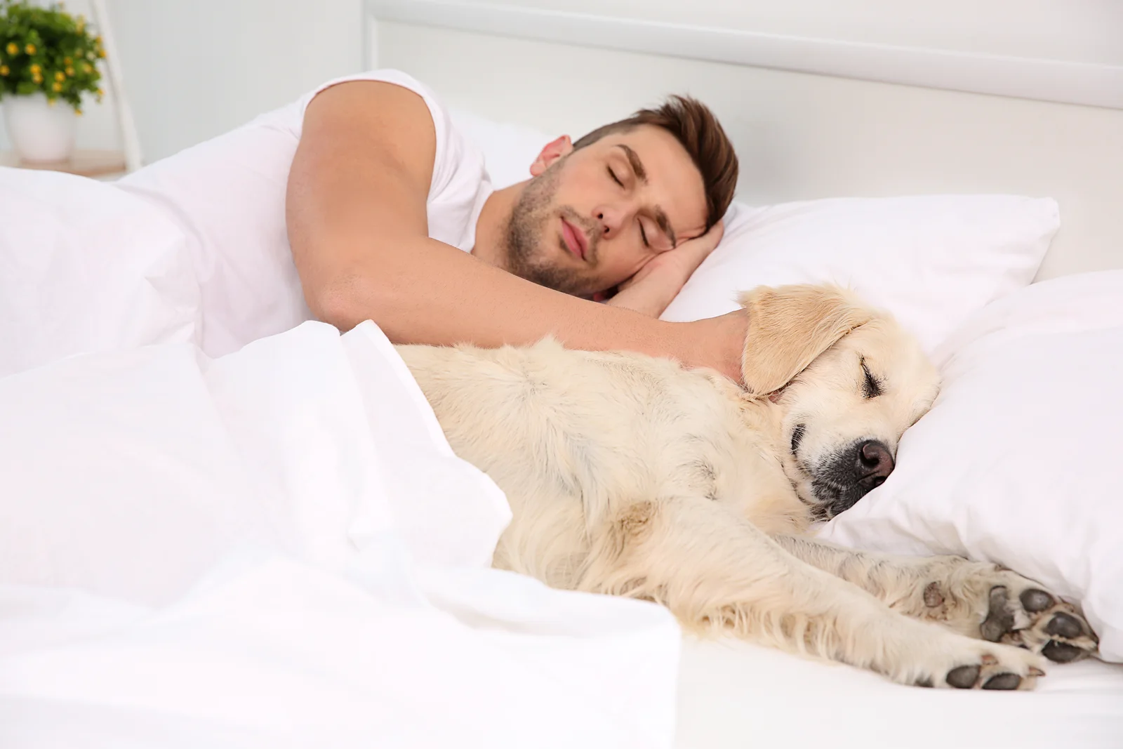 Un chien se repose dans un lit