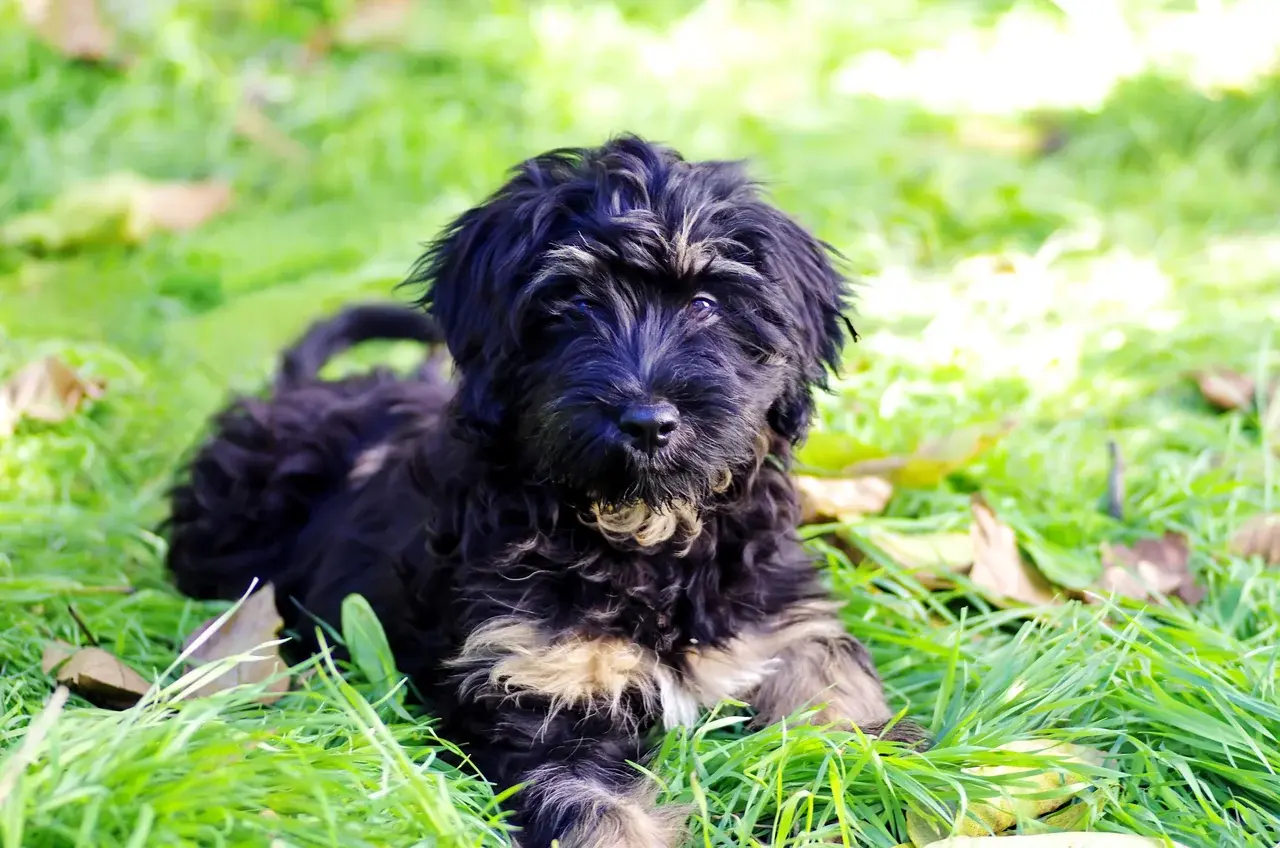 Un Chien de berger de la Serra de Aires à l'extérieur