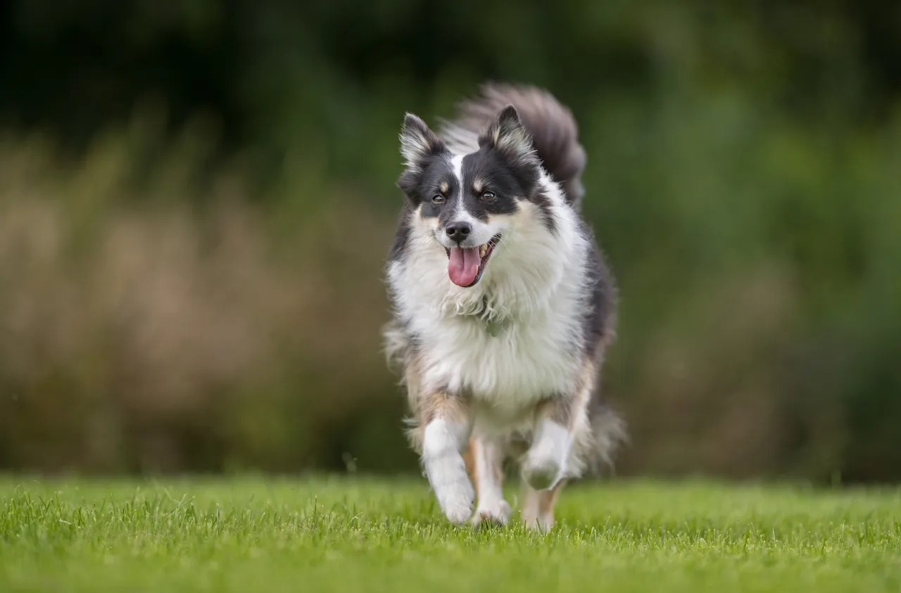 Un Chien de berger islandais à l'extérieur