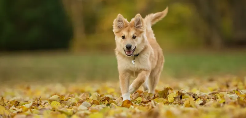 Chien de berger islandais