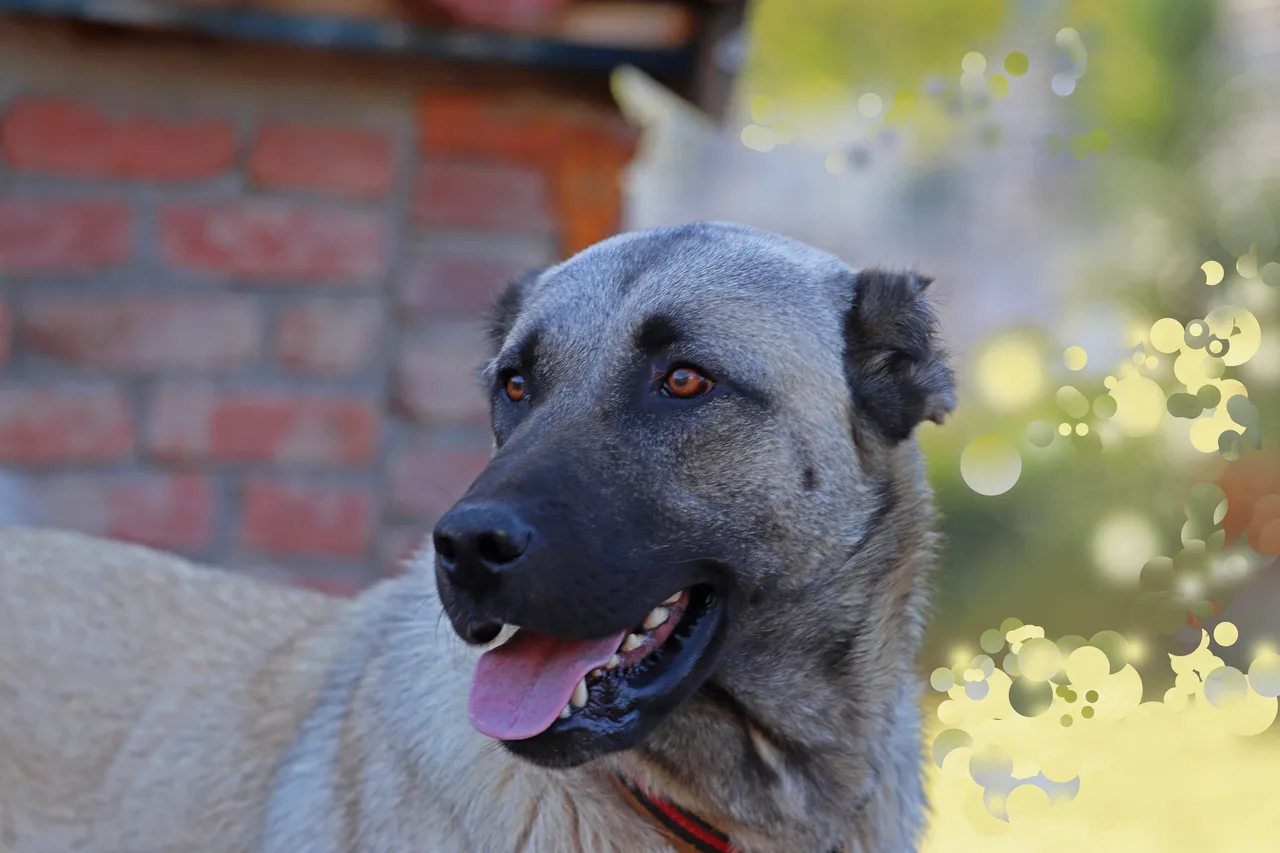 Un Chien de berger Kangal à l'extérieur