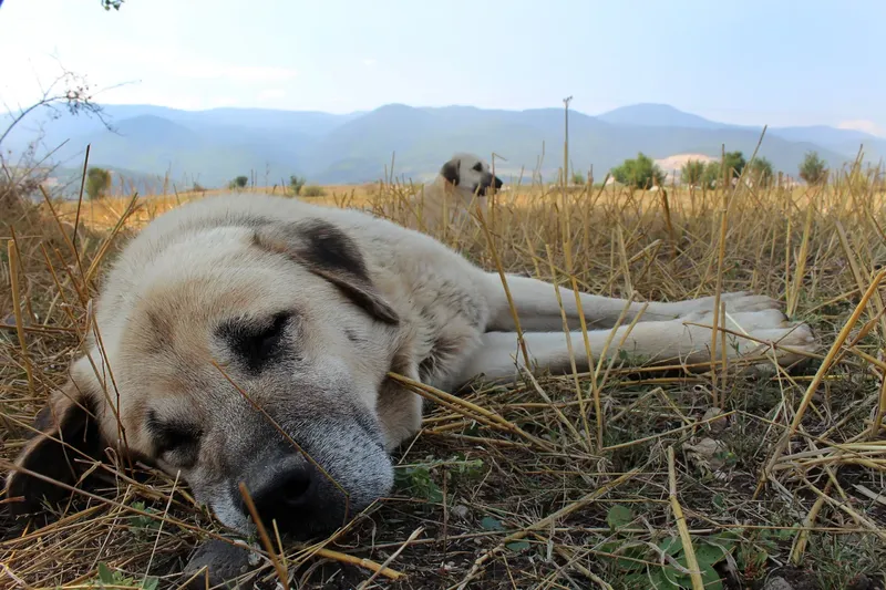 Chien de berger Kangal