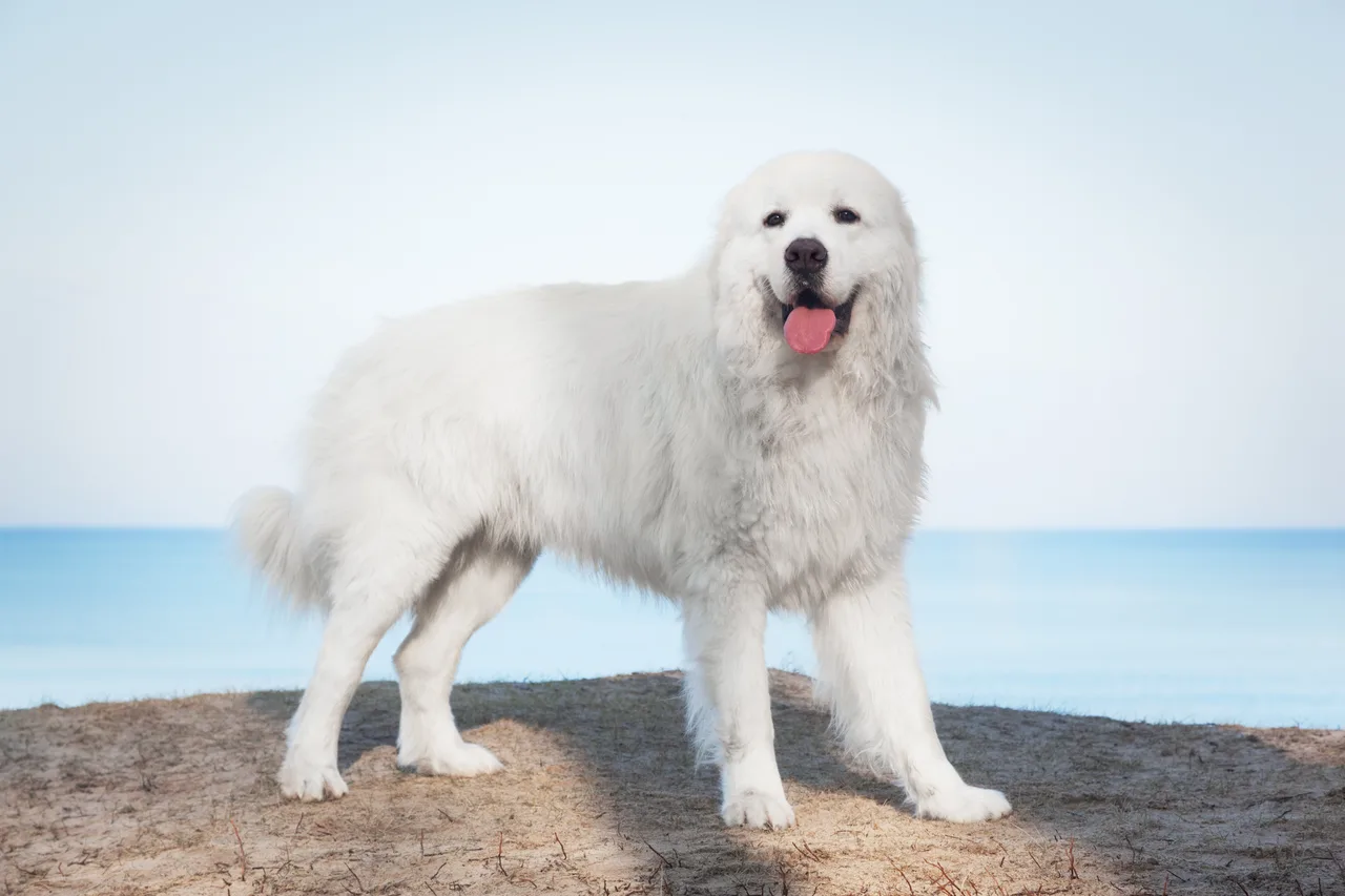 Un Chien de berger polonais des Tatras à l'extérieur