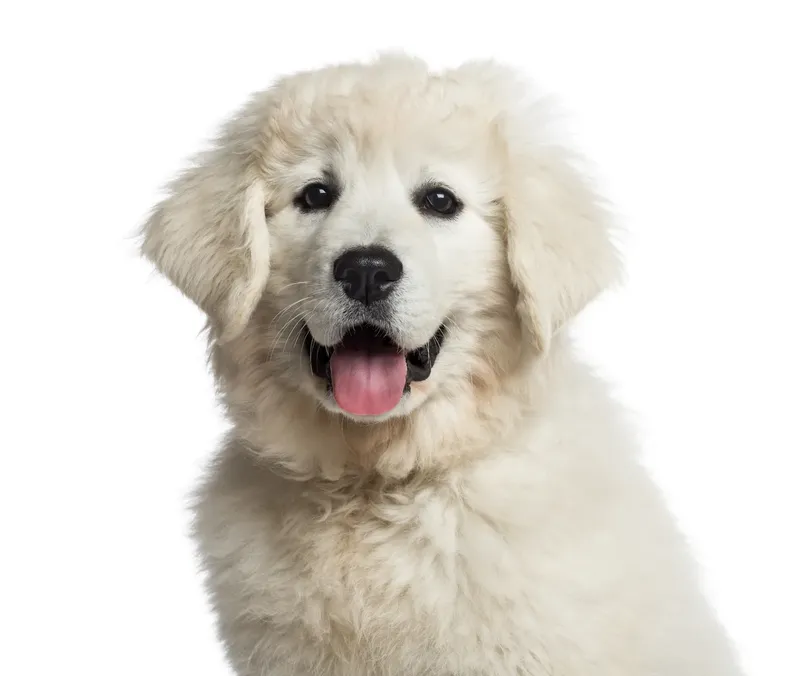 Chien de berger polonais des Tatras