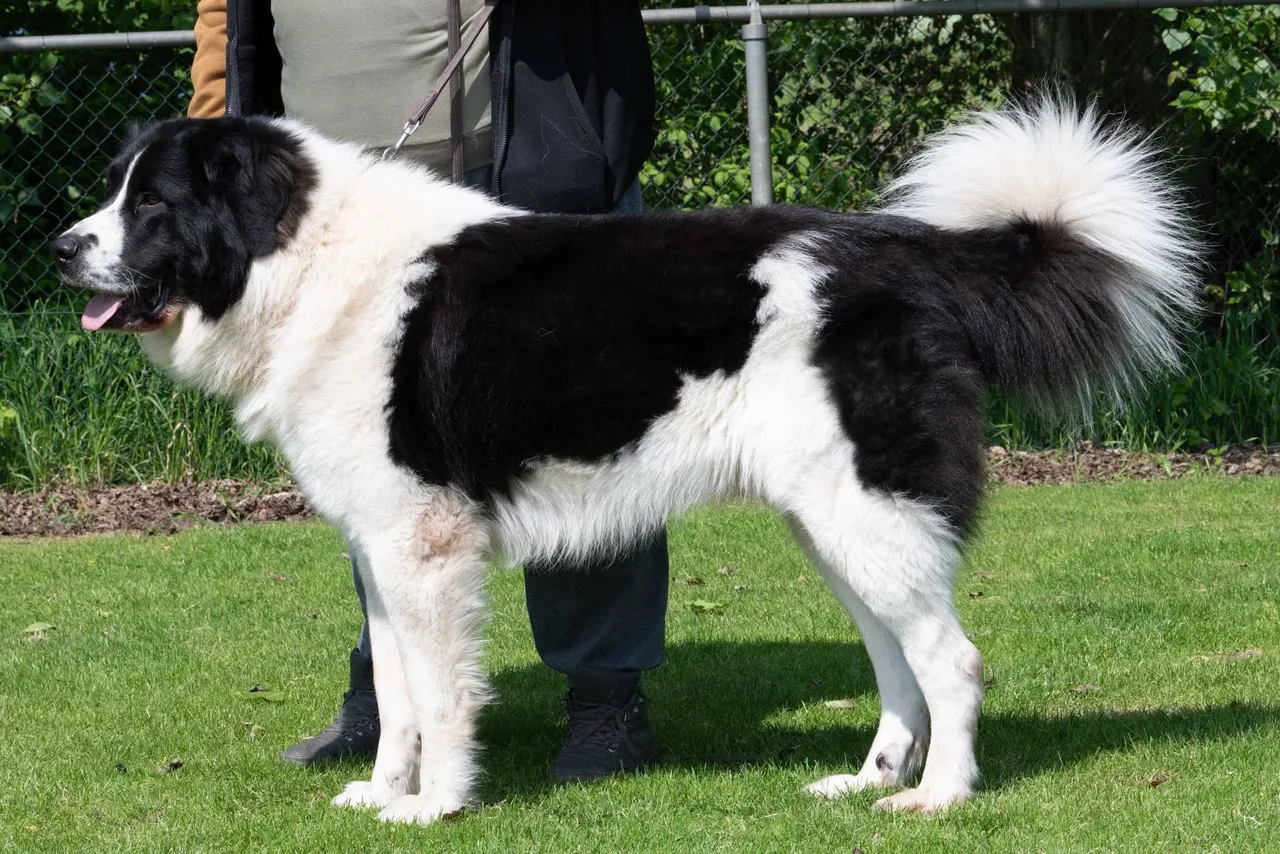 Un Chien de berger roumain de Bucovine à l'extérieur