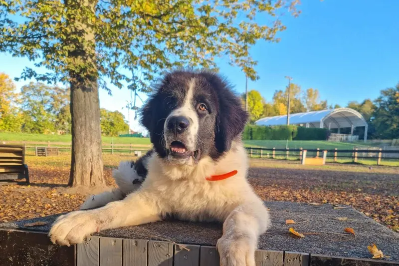Chien de berger roumain de Bucovine