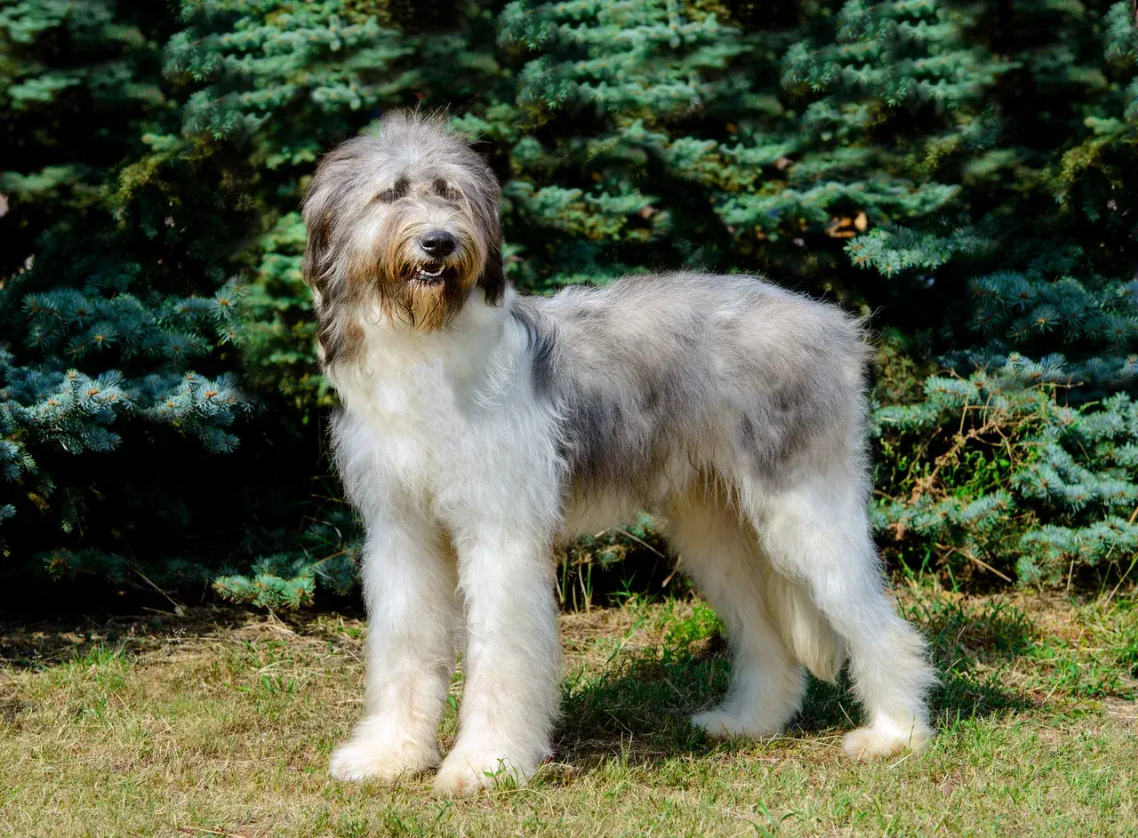 Un Chien de berger roumain de Mioritza à l'extérieur