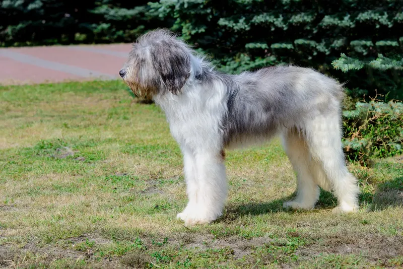 Chien de berger roumain de Mioritza